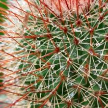 Una foto de Mammillaria spinosissima cv. Super Red