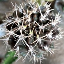 Una foto de Eriosyce curvispina