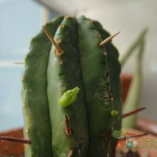 Una foto de Euphorbia heptagona