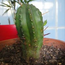 Una foto de Euphorbia heptagona