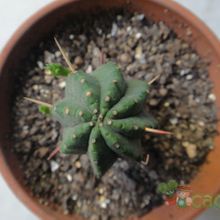 Una foto de Euphorbia heptagona