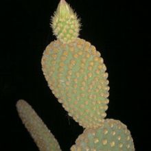 A photo of Opuntia microdasys subsp. microdasys