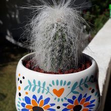 A photo of Cephalocereus senilis