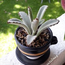 A photo of Kalanchoe tomentosa