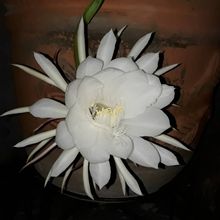 Una foto de Epiphyllum oxypetalum