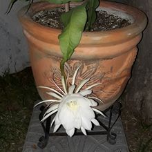 Una foto de Epiphyllum oxypetalum