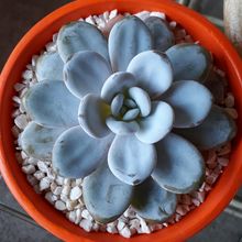 Una foto de Echeveria laui