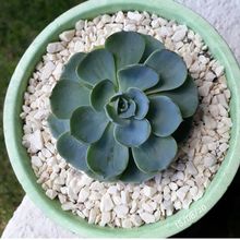 A photo of Echeveria secunda