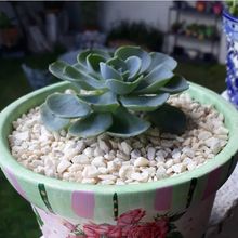 A photo of Echeveria secunda