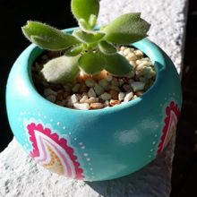 A photo of Cotyledon tomentosa