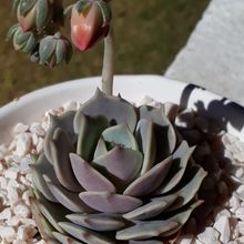 Photo of a cactus currently being identified