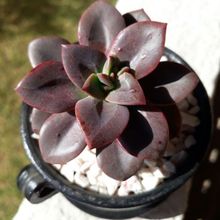 A photo of Echeveria Chroma