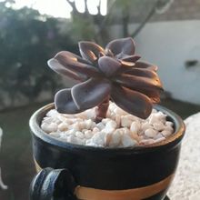 A photo of Echeveria Chroma