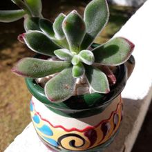 A photo of Echeveria pulvinata