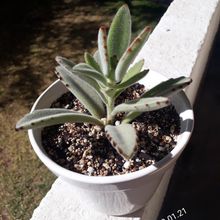 A photo of Kalanchoe tomentosa