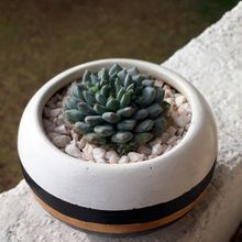 Una foto de Echeveria setosa var. ciliata