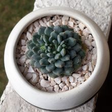 Una foto de Echeveria setosa var. ciliata