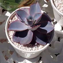 A photo of Echeveria Afterglow (Echeveria cante x E. shaviana) (HIBRIDO)