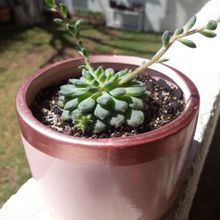 Una foto de Echeveria setosa var. ciliata