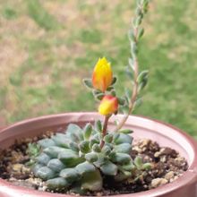 Una foto de Echeveria setosa var. ciliata