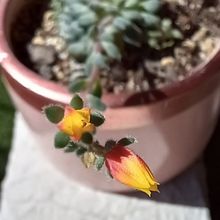 Una foto de Echeveria setosa var. ciliata