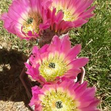 A photo of Echinocereus rigidissimus