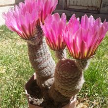 A photo of Echinocereus rigidissimus