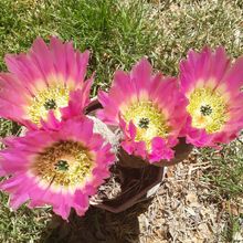 A photo of Echinocereus rigidissimus