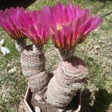 A photo of Echinocereus rigidissimus
