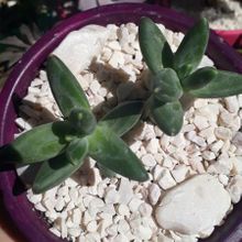 Una foto de Pachyphytum compactum