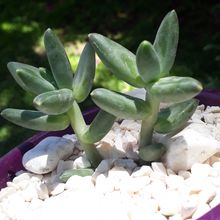 Una foto de Pachyphytum compactum