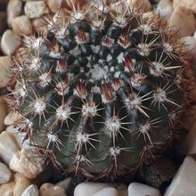 Una foto de Parodia erubescens