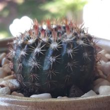 Una foto de Parodia erubescens