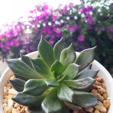 Una foto de Echeveria cv. Black Prince