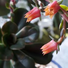 A photo of Echeveria Chroma