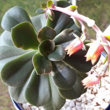 A photo of Echeveria Chroma