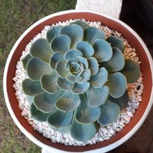 A photo of Echeveria secunda