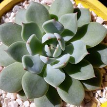Una foto de Echeveria chihuahuaensis