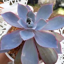 A photo of Echeveria Afterglow (Echeveria cante x E. shaviana) (HIBRIDO)