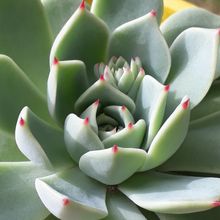 Una foto de Echeveria chihuahuaensis