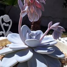 Una foto de Echeveria laui