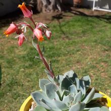 Una foto de Echeveria chihuahuaensis