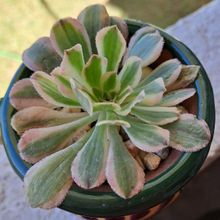 Una foto de Aeonium decorum cv. Sunburst