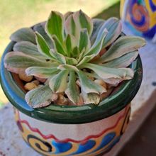 Una foto de Aeonium decorum cv. Sunburst