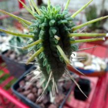 A photo of Euphorbia mammillaris