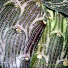A photo of Kleinia pendula