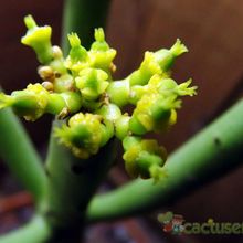 Una foto de Euphorbia alluaudii  