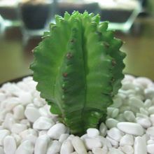 A photo of Euphorbia anoplia