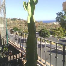 Una foto de Euphorbia ingens