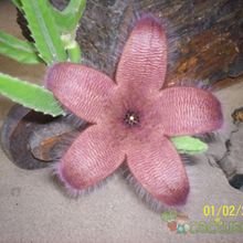 Una foto de Stapelia grandiflora